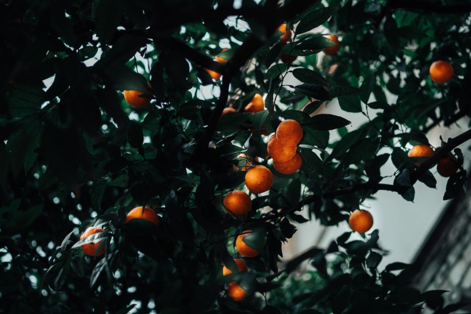 Оранжевое дерево