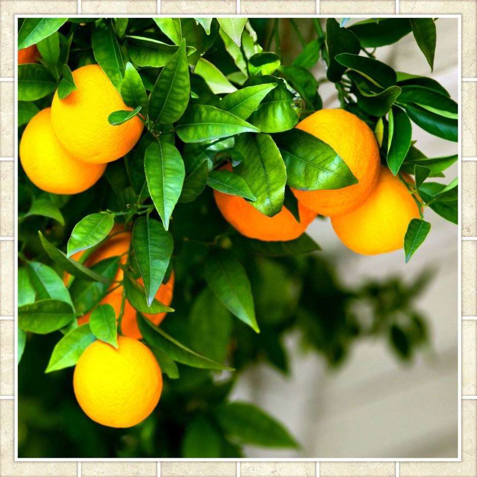 Декоративный апельсин дерево