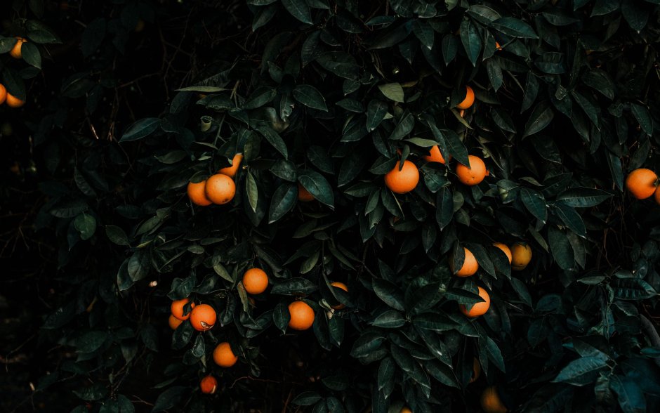 Апельсины на темном фоне