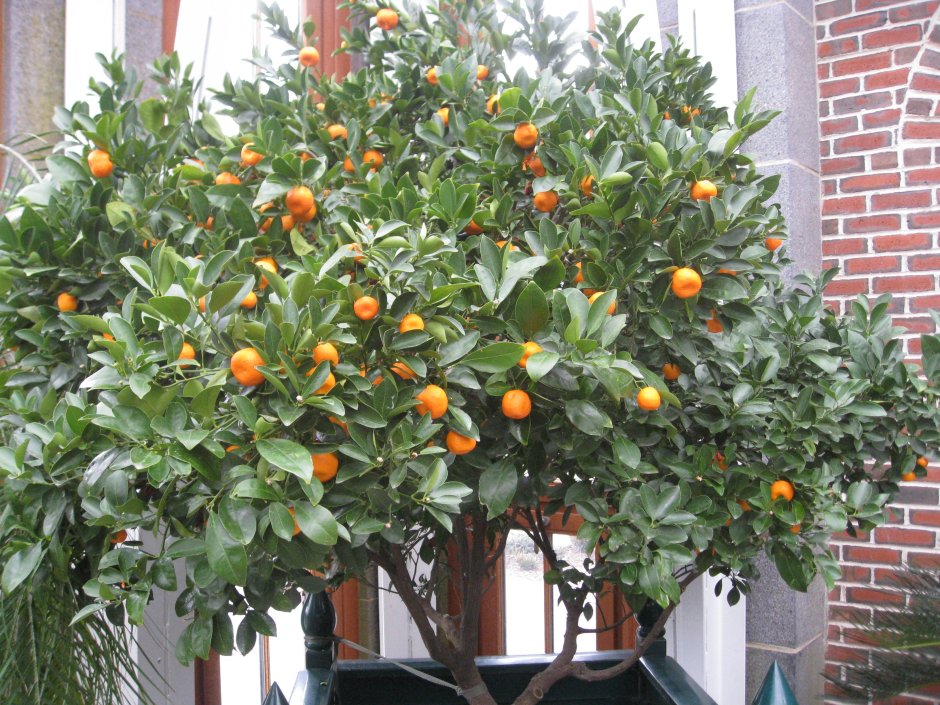 Красный Сицилийский апельсин дерево