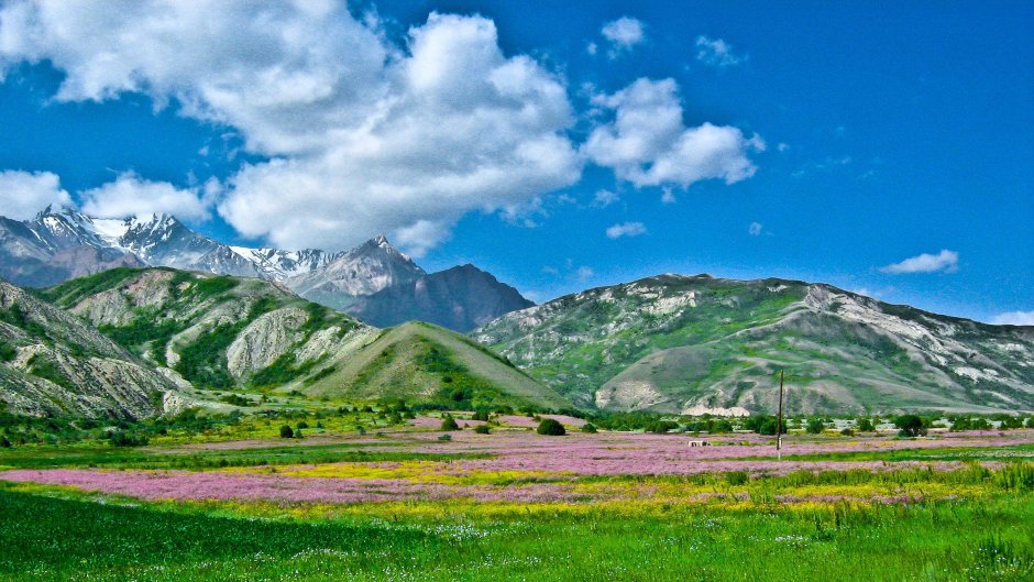 Горы Узбекистана Ферганская Долина маковые поля