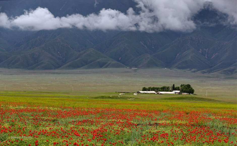 Горы Узбекистана Ферганская Долина маковые поля