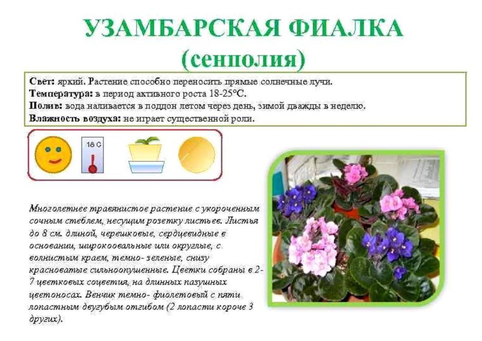 Узамбарская фиалка паспорт растения