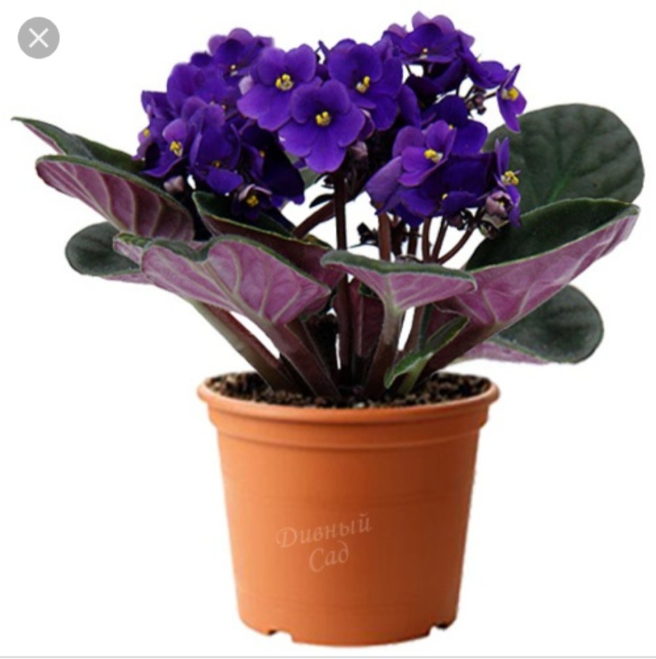 Saintpaulia фиалка фиолетовая