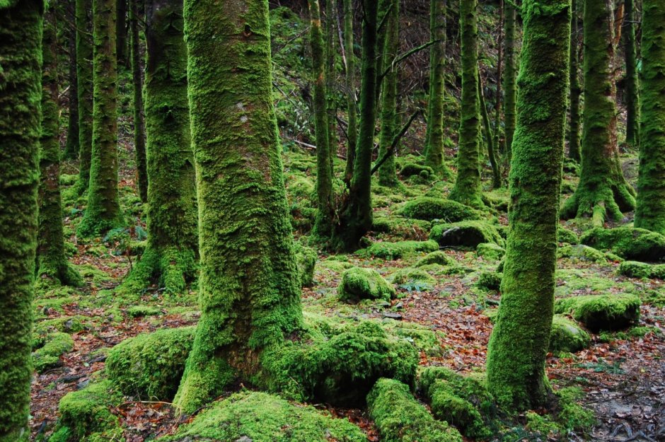 Кэрсивин Ирландия лес