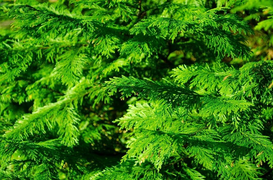 Пихтовый зелёный (fir Green)