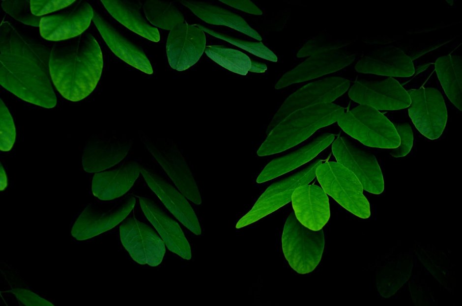 Растения в темноте