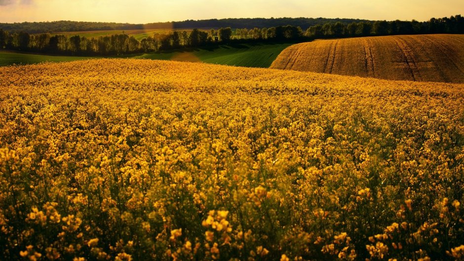 Что цветет желтым на полях