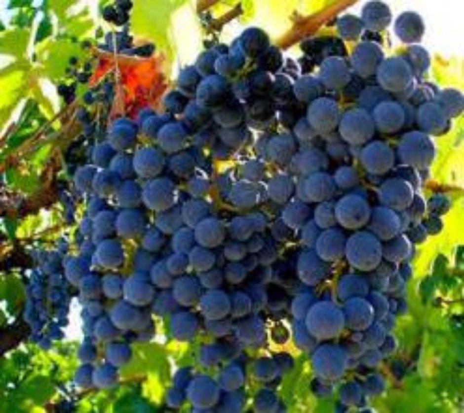 Виноград узбекский кишмиш чёрный