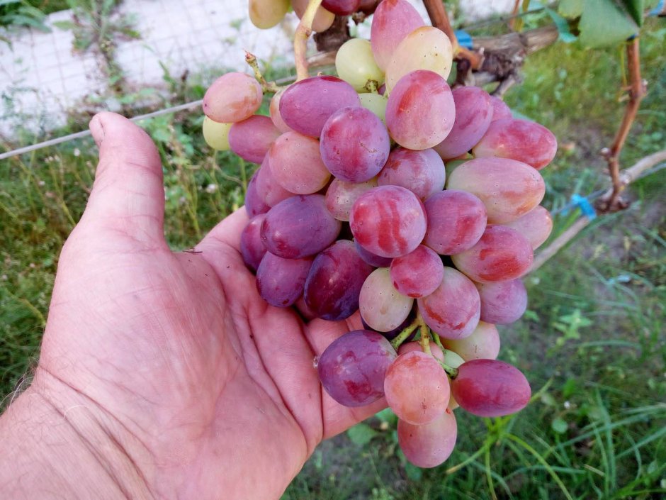 Потапенко 21 виноград