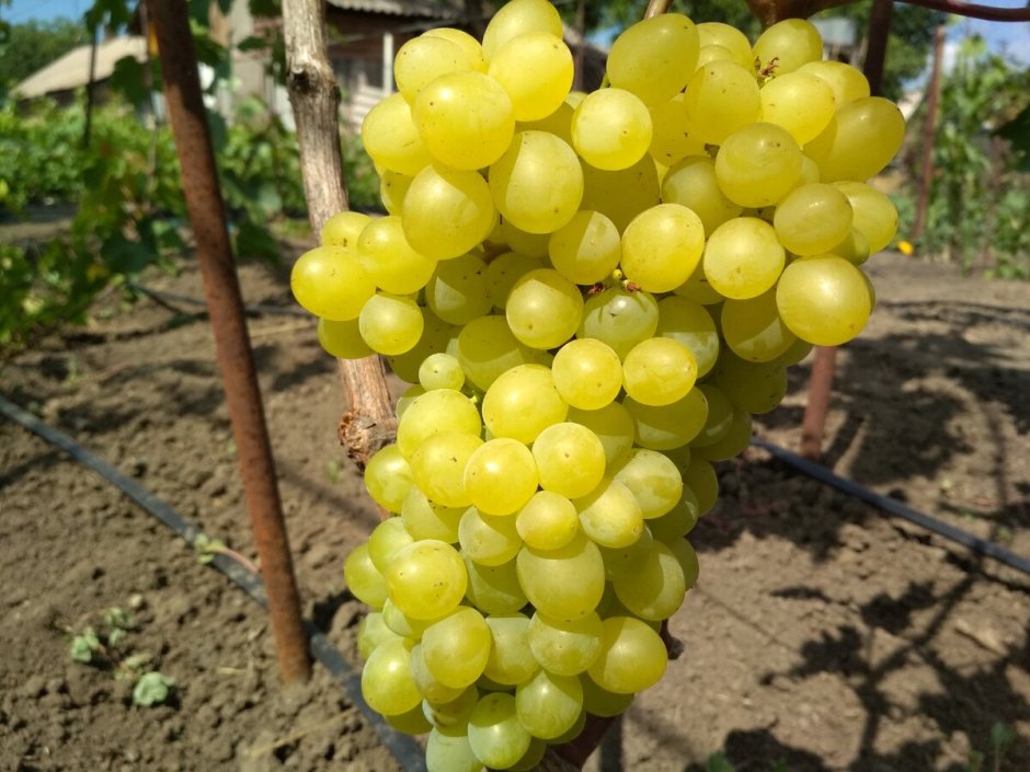 Виноград плодовый кишмиш Лучистый с2 н50