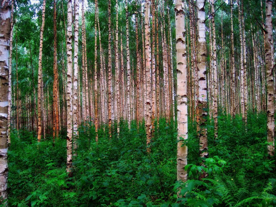 Хвойно-мелколиственные леса