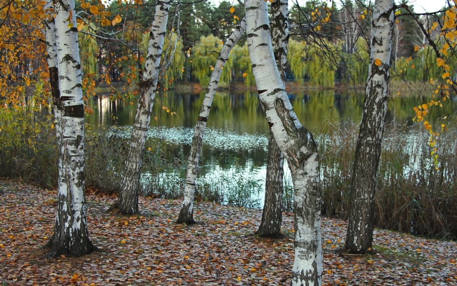 Озеро, Березовая роща, осень