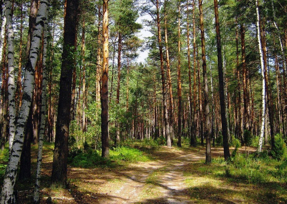 Солотча Рязань лес