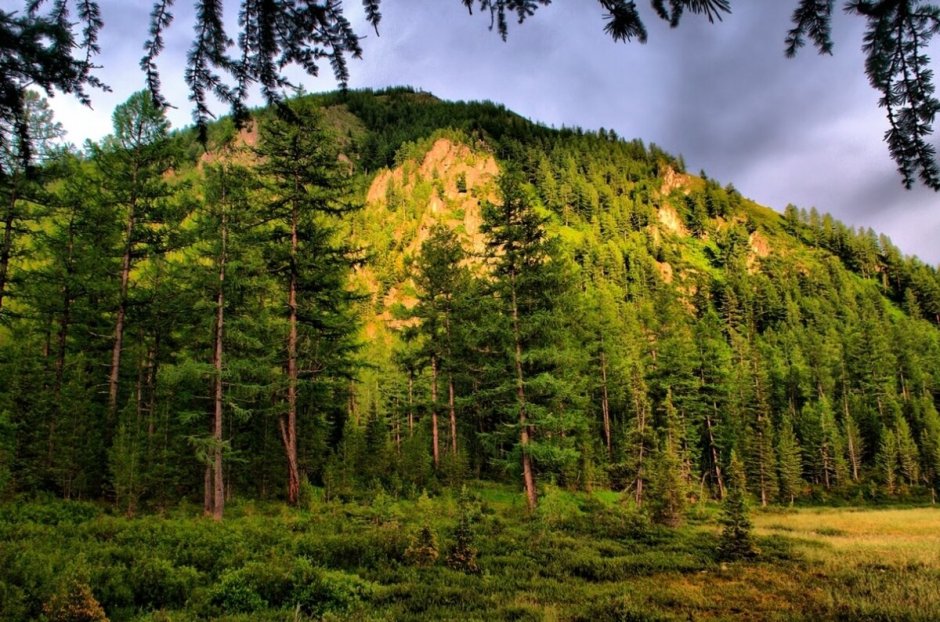 Кедрово-лиственничные леса Алтая
