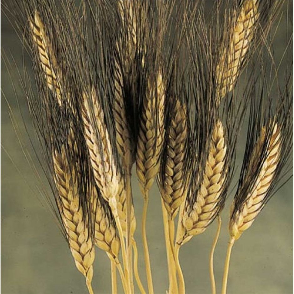 Рустикана пшеница
