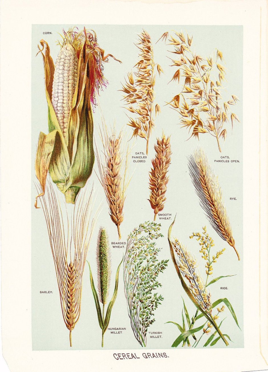 Пшеница гербарий