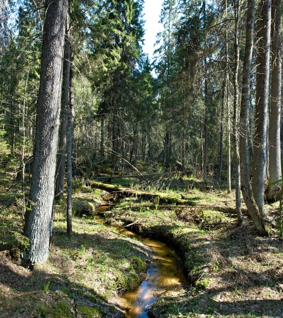 Заповедник Кологривский лес Костромской области