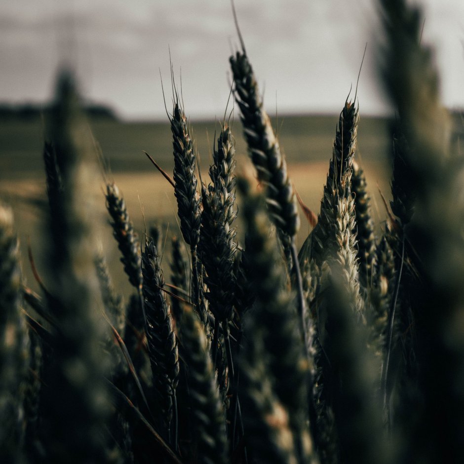 Колоски пшеницы Эстетика