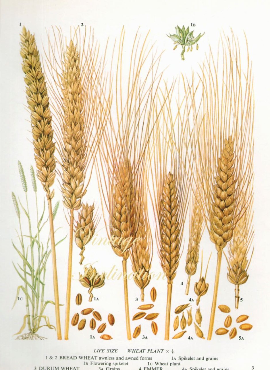 Яровая мягкая пшеница гербарий
