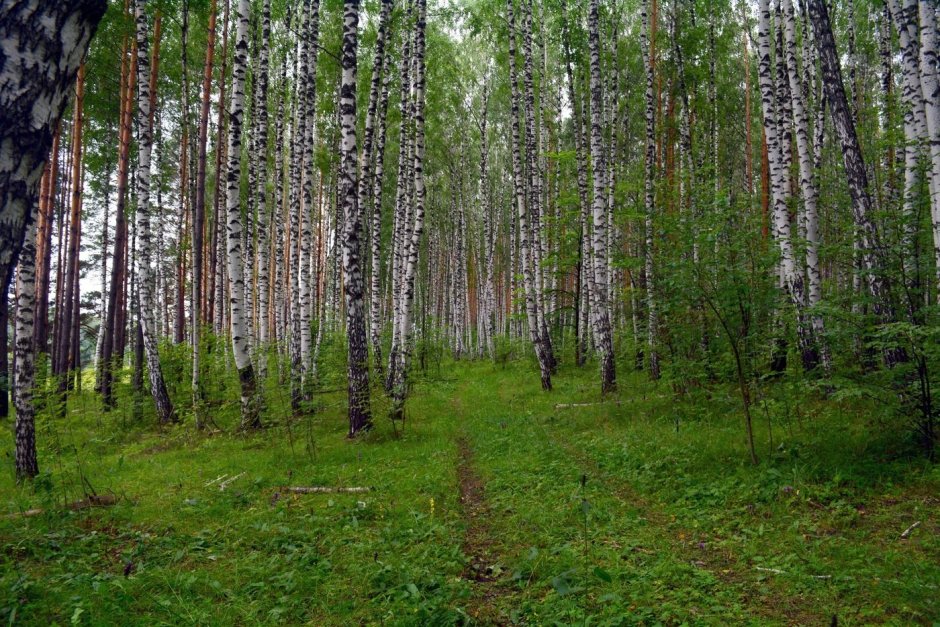 Лиственный лес Нижегородской области
