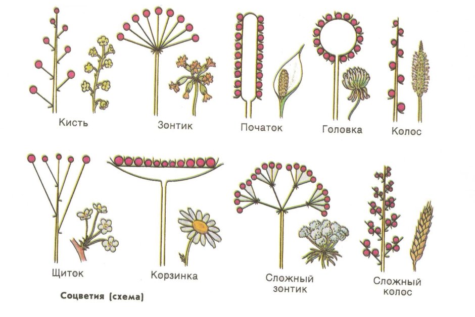 Строение растения соцветие