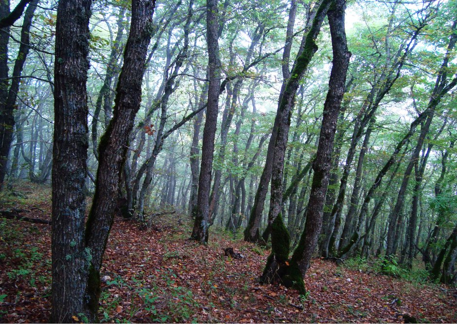 Набрань Азербайджан леса