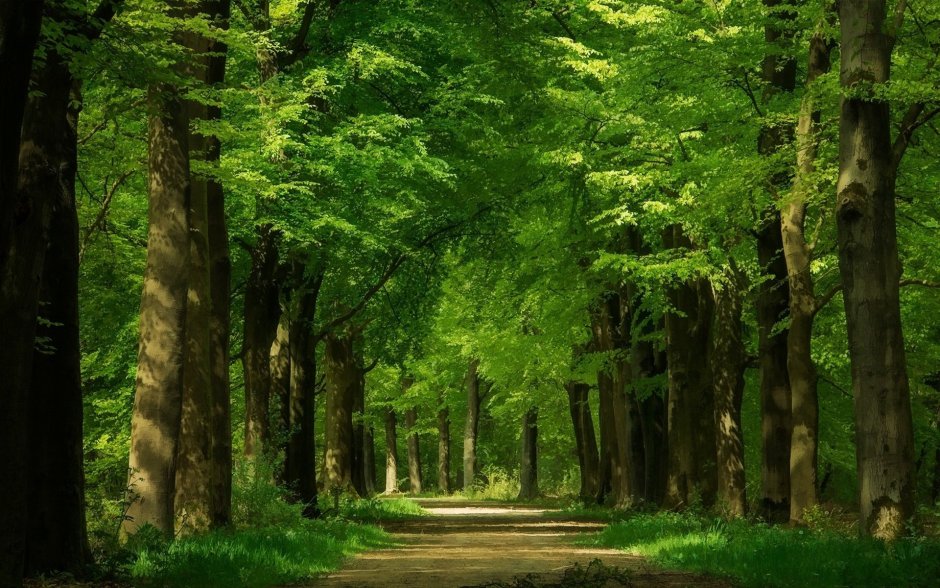Широколиственный лес Дубрава