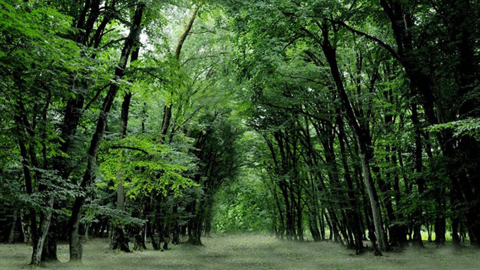 Гирканские леса в Азербайджане