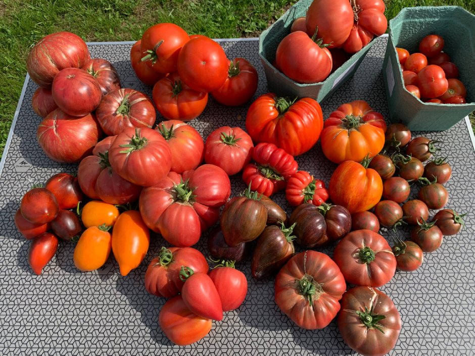 Самые сладкие сорта томатов для сибири