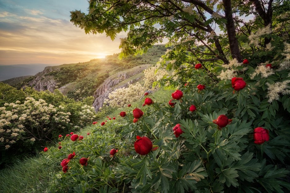 Дикие цветы горы в Крыму