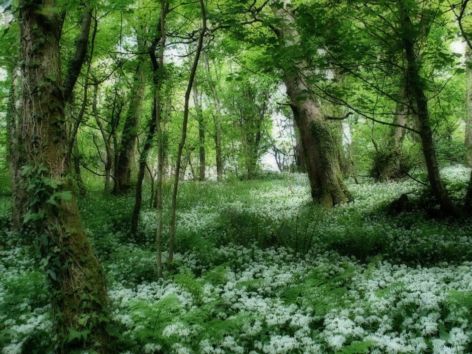 Зеленый весенний лес