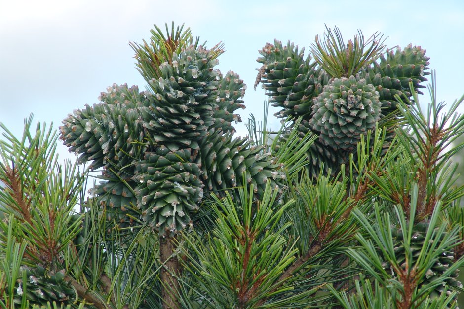 Кедр Дальневосточный (Pinus koraiensis)