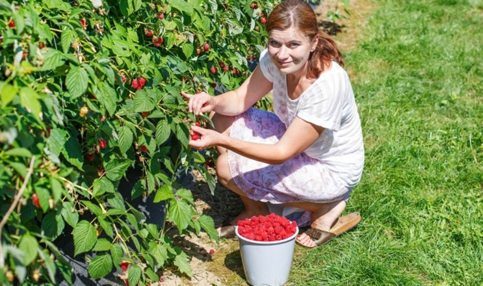 Женщина собирает ягоды