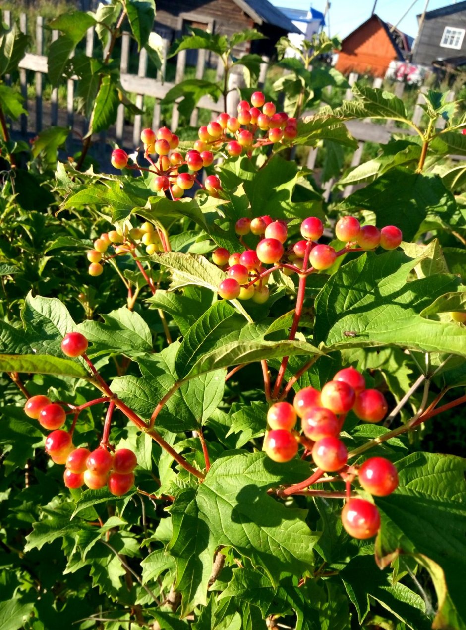 Лесные ягоды Архангельской области