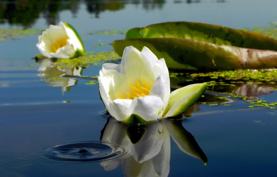 Белые лилии на озере
