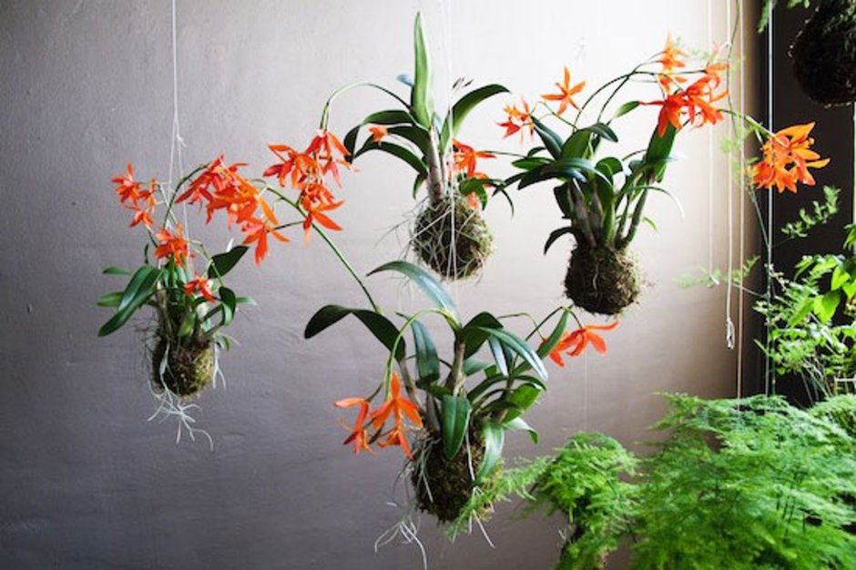 Орхидеи Эпифиты комнатные растения