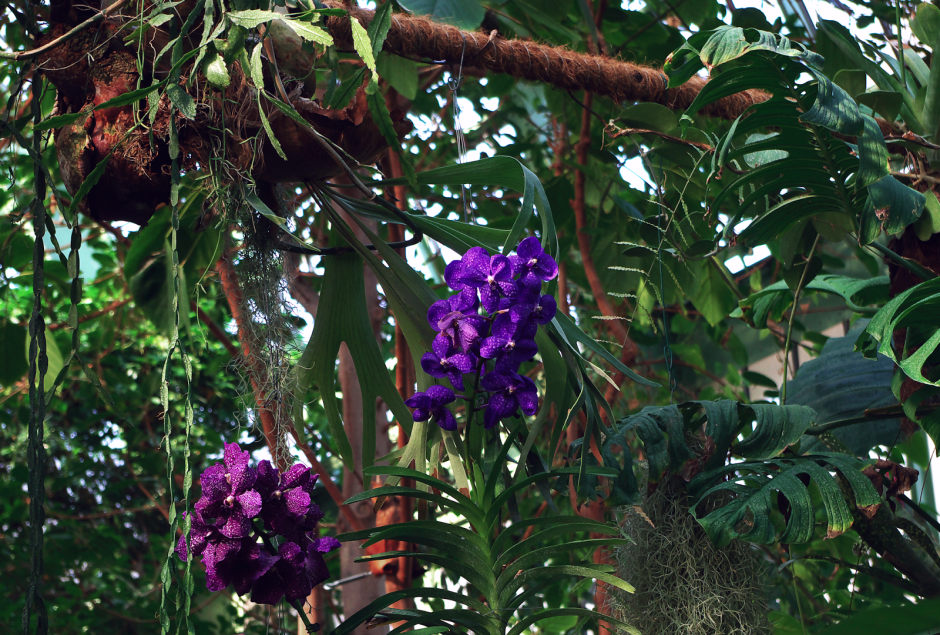Эпифитные растения Орхидея