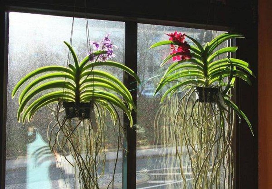 Ванда Орхидея корни растущие