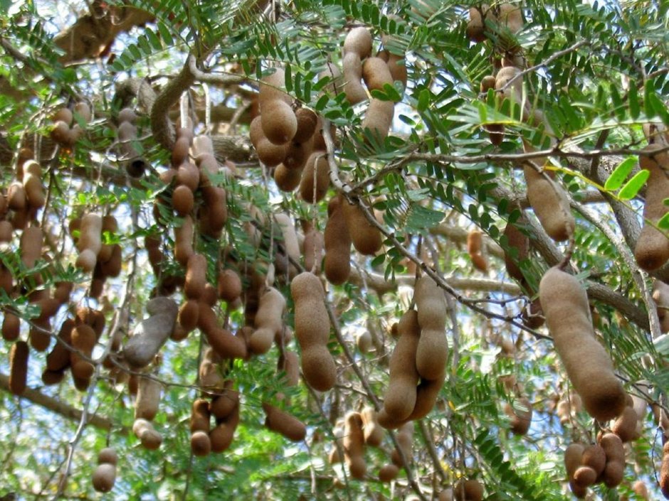 Растения Индии дерево тамаринд