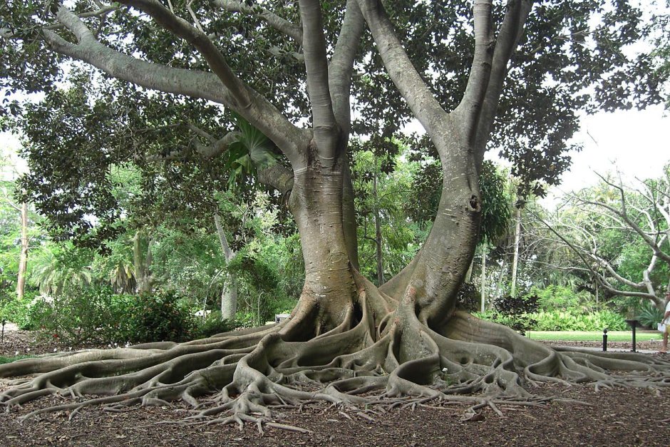 Баньян дерево корни