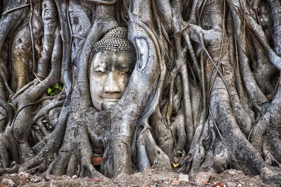 Дерево Бодхи Будда