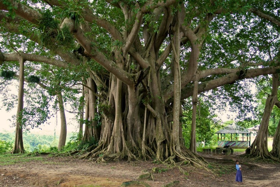Дерево Баньян в Индии