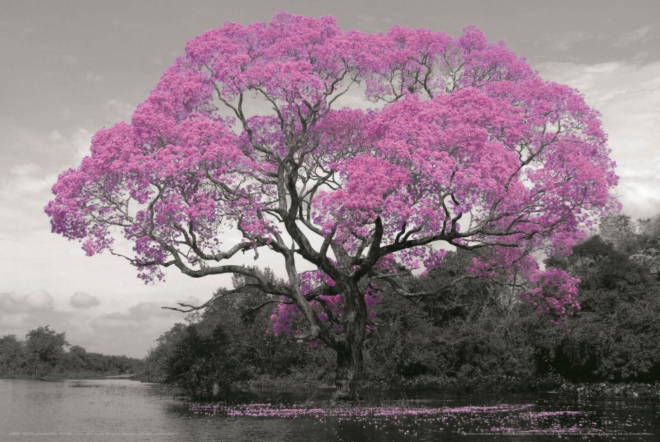 Амбалабхара дерево