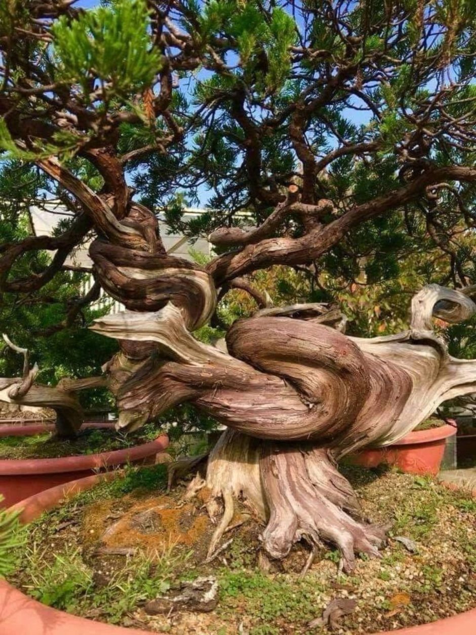 Амлабабхара дерево