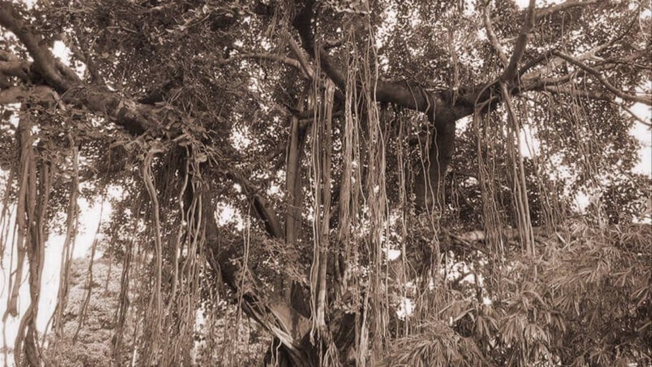 Дерево Баньян в Индии