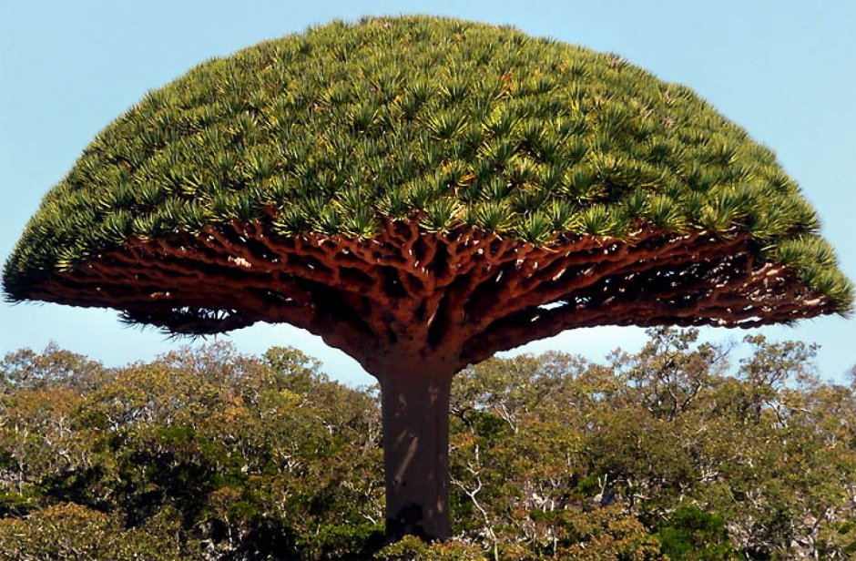 Буэнос Айресе омбу дерево