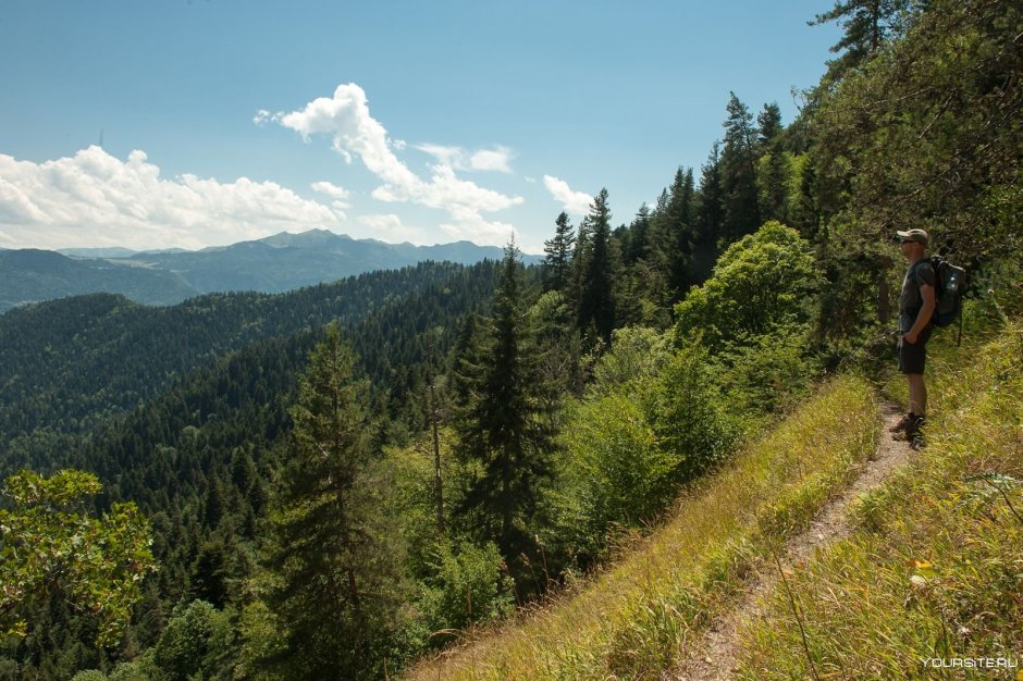 Субтропический лес Абхазия
