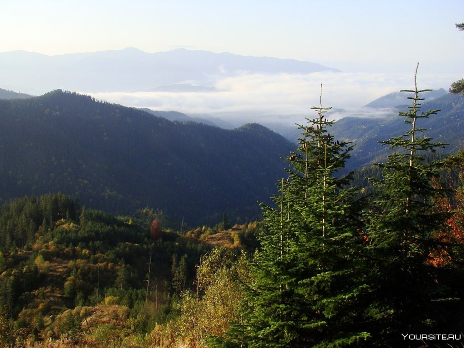 Грузинский лес