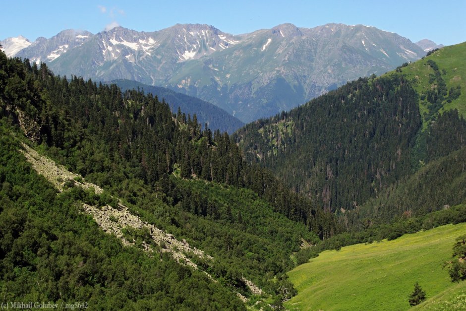 Хвойный лес и горы горный Алтай